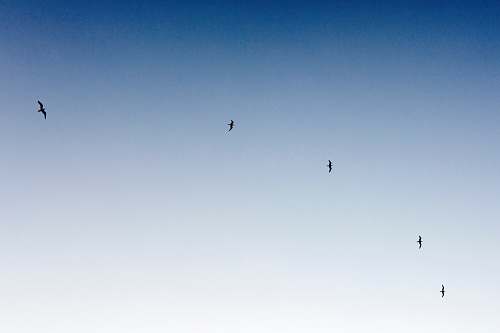 birds silhouette of birds flying in sky bird