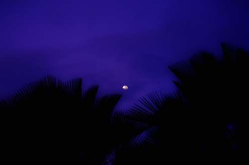 nature silhouette of trees during daytime outdoors