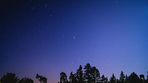 night silhouette of trees during nighttime astronomy