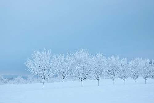 outdoors snow covered trees and grounds nature
