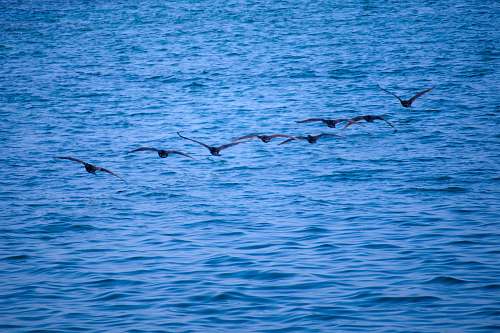 animal soaring birds over water bird