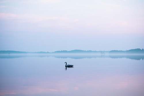 water swan floating on body of water vehicle