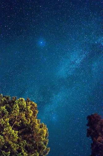 night tall green tree stars