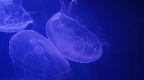 jellyfish three white jellyfish animal
