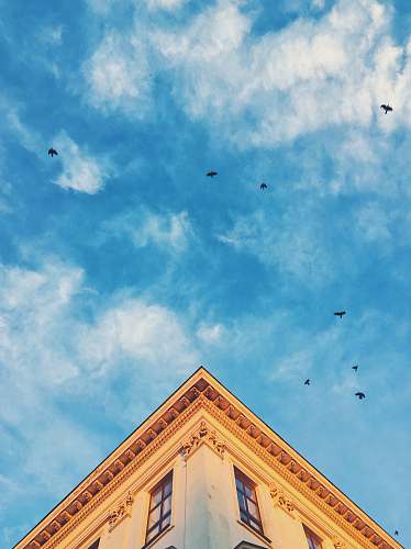 lviv time lapse photography of flying birds architecture