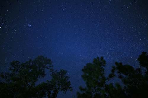 astronomy trees at night night