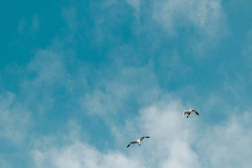 bird two albatross bird flying on mid air taken at daytime san francisco