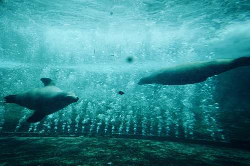 water two dugongs animal