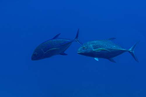 animal two gray fish underwater photo fish