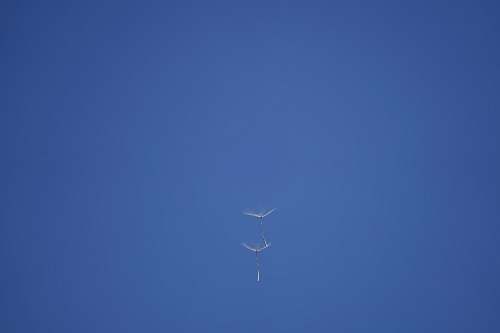 flying two white-petaled flowers bird
