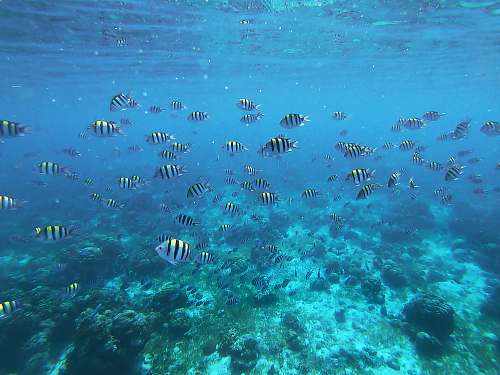 water under water photography of shoal of white and black fish ocean