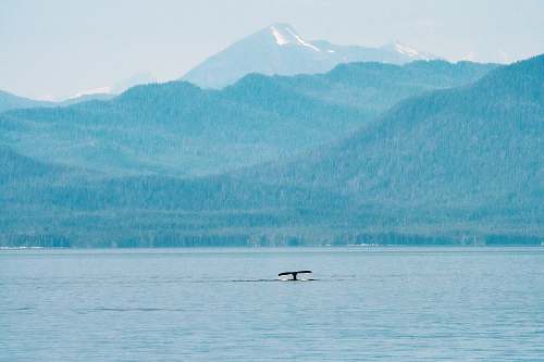 animal whale tail in body of water water