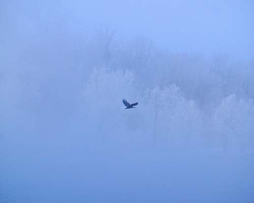 nature white bird flying on sky during daytime transportation