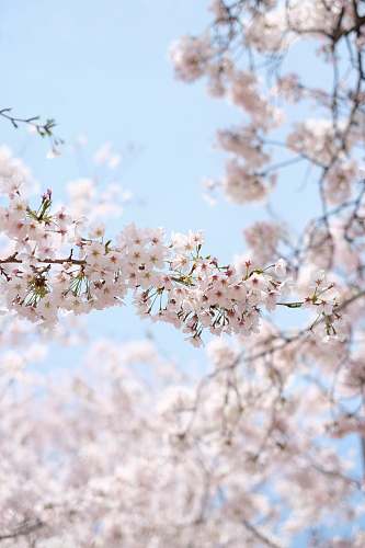 flower white cherry blossom under clear blue sky during daytime cherry blossom