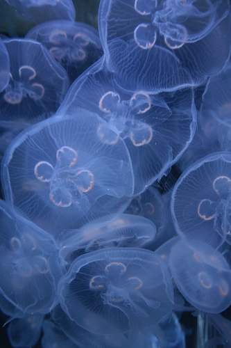 jellyfish white jellyfish lot animal