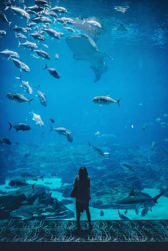 water woman standing infront of aquarium with shoal of fish aquarium