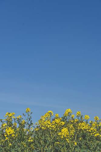 nature yellow petaled flowers under clear blue sky during daytime field
