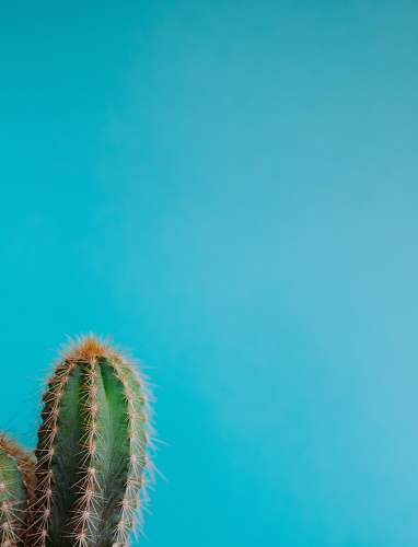 plant minimalist photography of green cactus flora