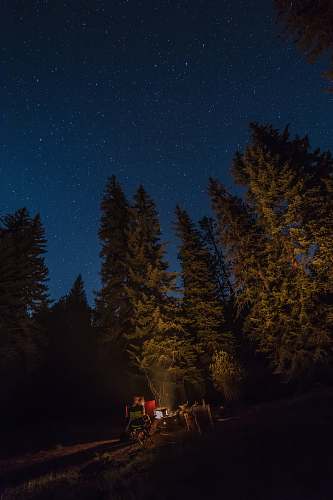 camping green forest at nighttime fire