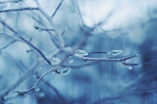 nature tree branch with water dew outdoors