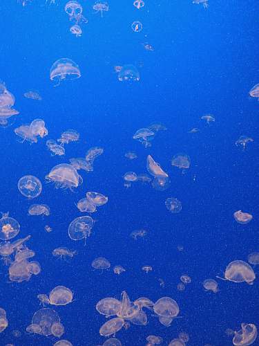 invertebrate  sea life