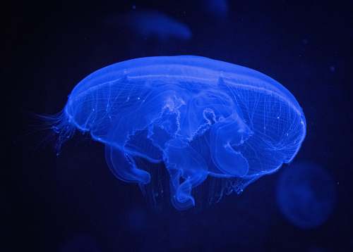 animal blue jellyfish invertebrate