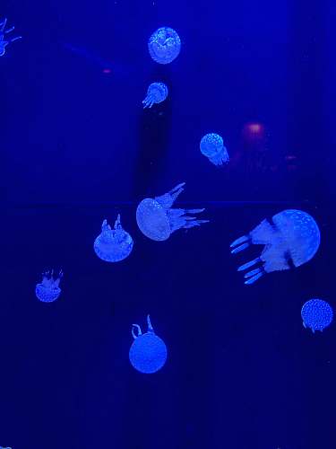 invertebrate blue jellyfishes blue
