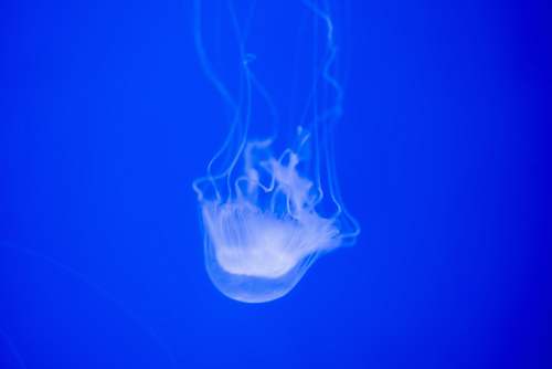 animal grey jellyfish invertebrate