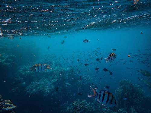 water striped school of fish underwater nature