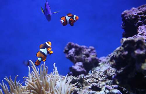 sea underwater photography of clown fish and blue thang reef