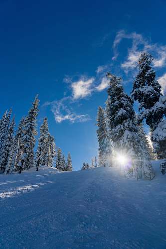 tree forest trees covered by snow fir