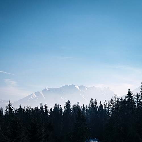 tree landscape photo of mountain fir