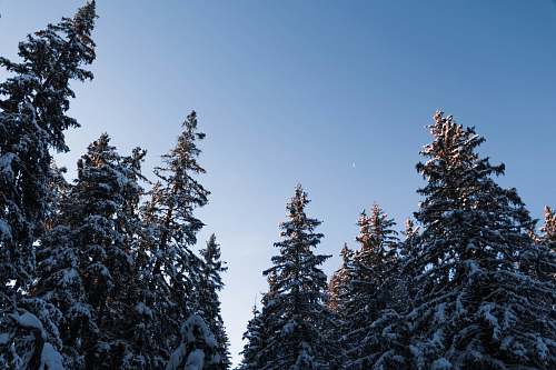 tree low angle photo of snow covered trees abies