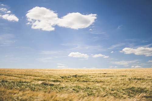field brown grasses under white clouds at daytime grassland