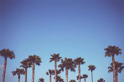flora sago trees palm tree