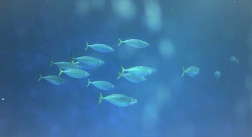 aquatic school of fish under water close-up photography blue
