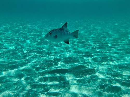 nature underwater photo of a gray fish underwater