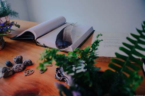 bird bird feather on open book text