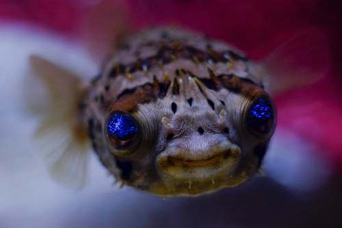 fish black an white lion fish macro photography puffer