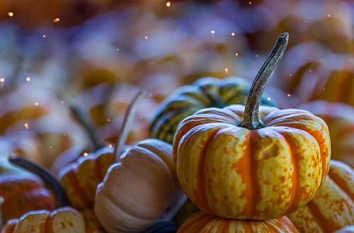 fall yellow and orange pumpkins pumpkin