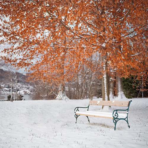 snow bench under orange leafed tree fall
