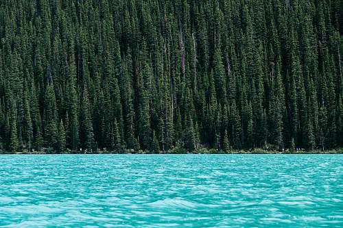 forest lake beside green pine trees lake louise