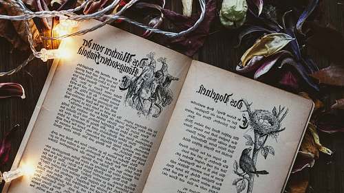 grey book open surrounded by lights and leaves magic