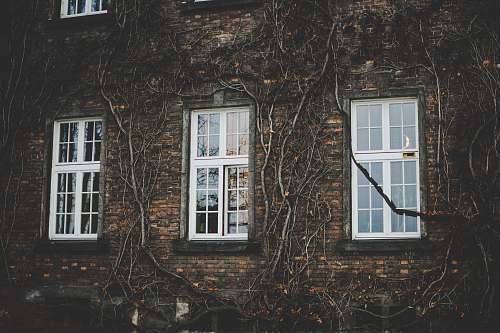 building white wooden framed glass panel windows on brown brick wall building ivy