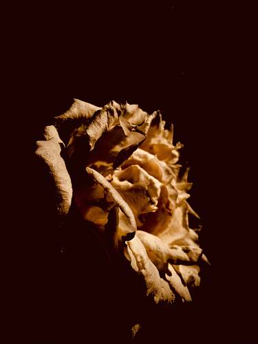 mystery white rose on black background rose