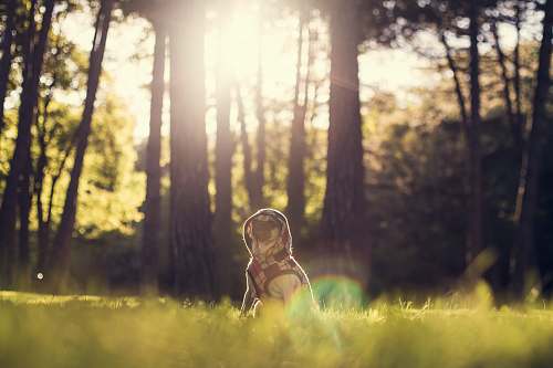 adorable selective focus photography of dog sitting on grass behind trees at daytime trees
