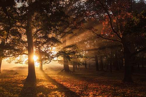light green leaf trees during sunrise sunlight
