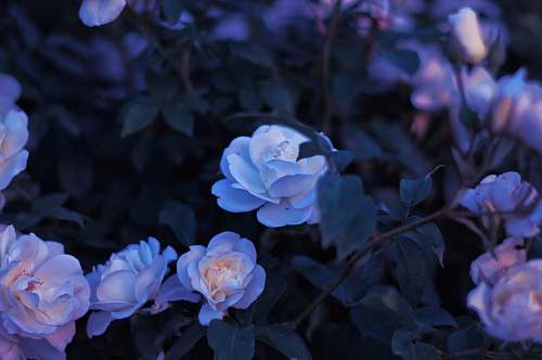 human purple and white flowers person