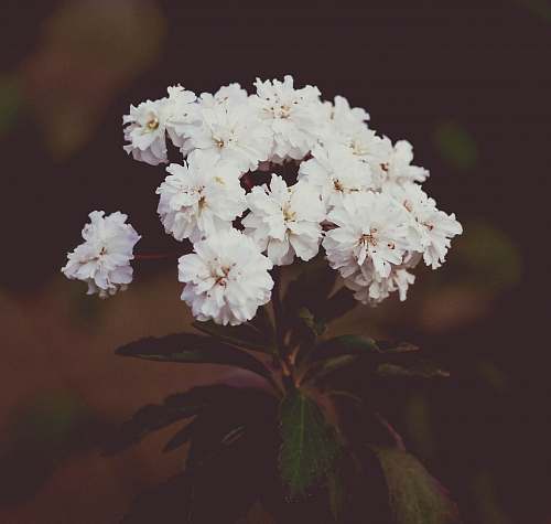 blossom white petaled flowers geranium