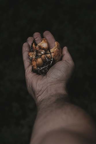 mushroom person holding mushrooms fraz. san pietro